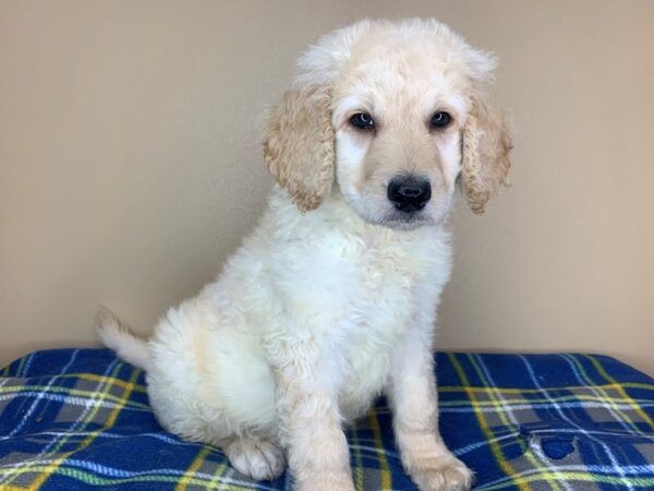 Golden Doodle-DOG-Male-Golden-13404-Petland Fairfield, Ohio