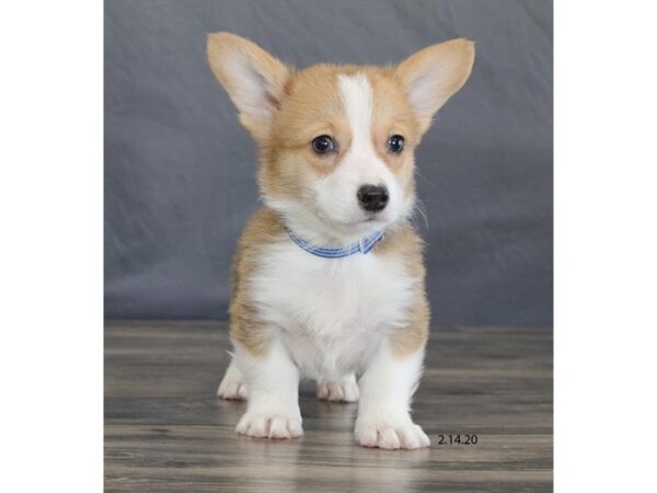 Pembroke Welsh Corgi-DOG-Male-Red / White-13817-Petland Fairfield, Ohio