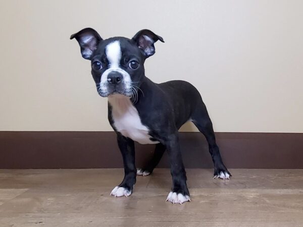 Boston Terrier-DOG-Male-Black / White-13979-Petland Fairfield, Ohio
