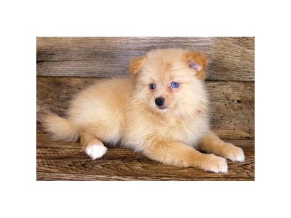 Pomeranian-DOG-Female-Orange-15022-Petland Fairfield, Ohio