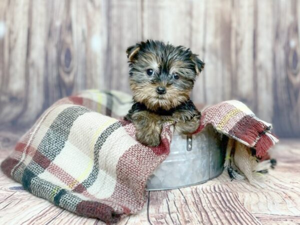 Yorkshire Terrier-DOG-Male-Black / Tan-16183-Petland Fairfield, Ohio