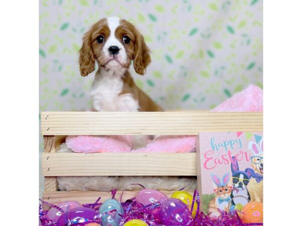 Cavalier King Charles Spaniel-DOG-Male-Blenheim-16218-Petland Fairfield, Ohio