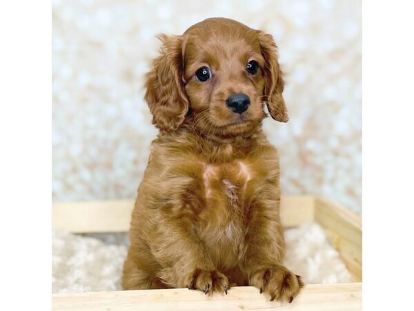 Cavapoo-DOG-Male-Red-16490-Petland Fairfield, Ohio