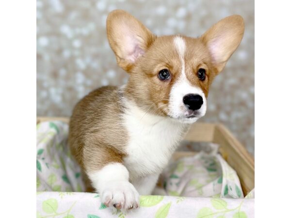 Pembroke Welsh Corgi-DOG-Male-Red / White-16523-Petland Fairfield, Ohio