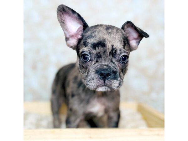 Frenchton-DOG-Male-Chocolate Merle-16537-Petland Fairfield, Ohio