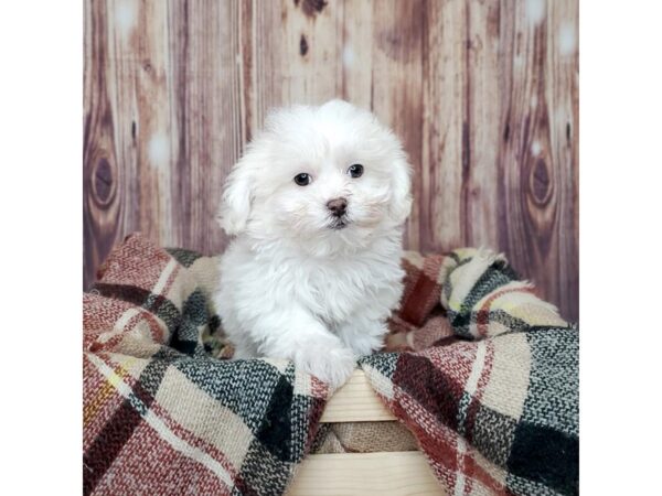 Poodle/Bichon Frise-DOG-Male-Apricot-16711-Petland Fairfield, Ohio