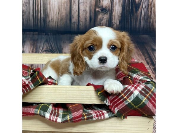 Cavalier King Charles Spaniel-DOG-Female-Blenheim-16862-Petland Fairfield, Ohio