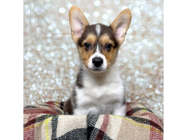 Pembroke Welsh Corgi-DOG-Male-Tri-Colored-17222-Petland Fairfield, Ohio