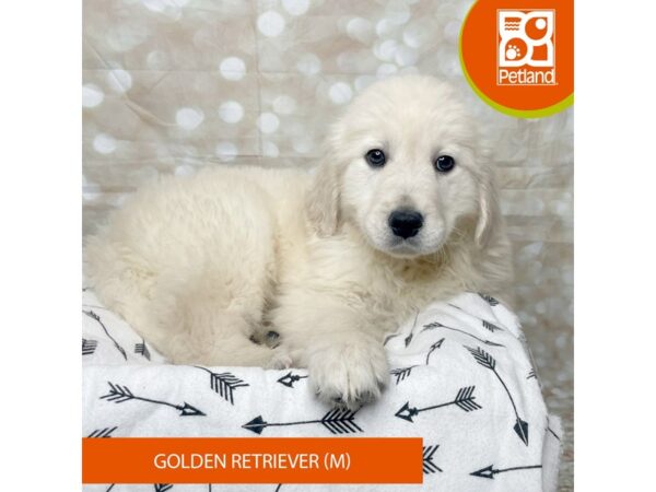 Golden Retriever-DOG-Male-Light Golden-17583-Petland Fairfield, Ohio
