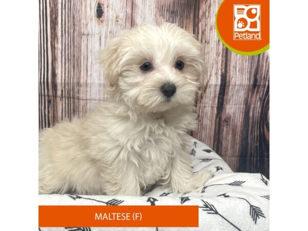 Maltese/Maltese-DOG-Female-Black / White-17611-Petland Fairfield, Ohio
